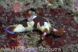 Nembrotha chamberlaini, captured at Sanghyang Island, Ban... by Teguh Tirtaputra 